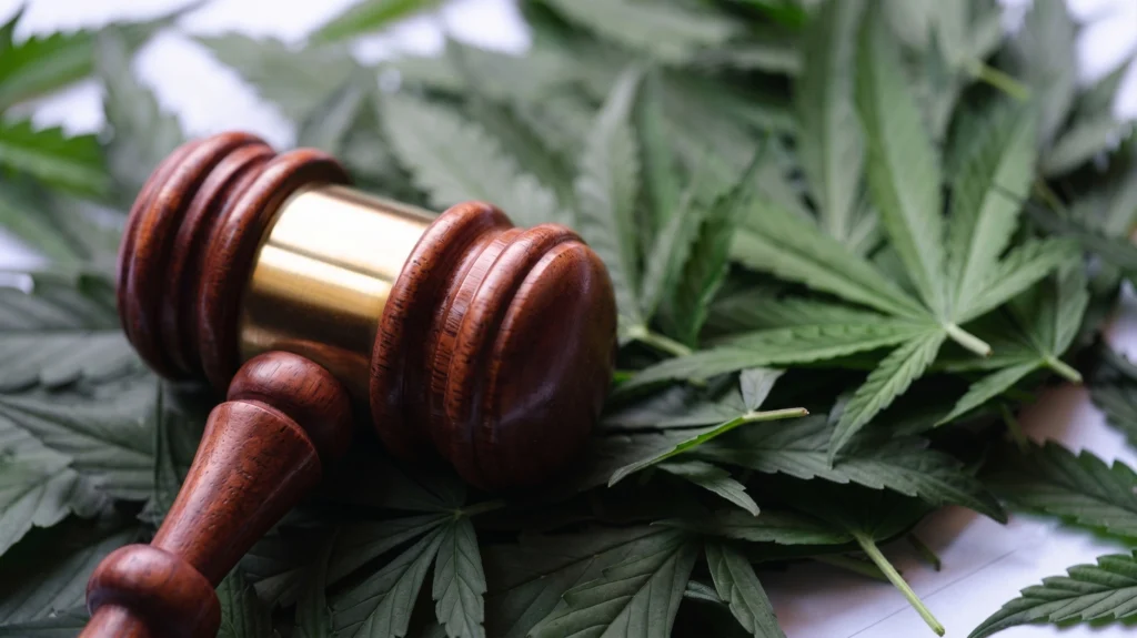 A wooden judge's gavel resting on top of green cannabis leaves.