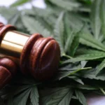 A wooden judge's gavel resting on top of green cannabis leaves.