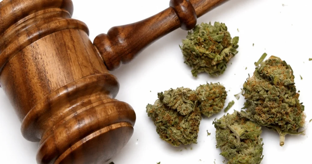 Wooden judge’s gavel beside scattered marijuana buds on a white background.