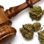 Wooden judge’s gavel beside scattered marijuana buds on a white background.