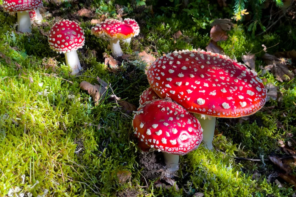 Close-up view of bright red Amanita muscaria mushrooms covered in white specks growing amongst moss and fallen leaves outdoors.