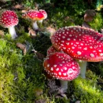Close-up view of bright red Amanita muscaria mushrooms covered in white specks growing amongst moss and fallen leaves outdoors.